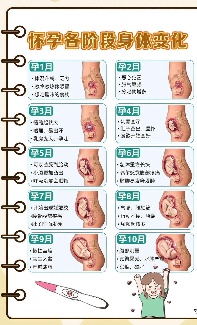 揭秘供卵代孕妈妈怀孕小腹分两节，孕期变化的奥秘津南代生机构: